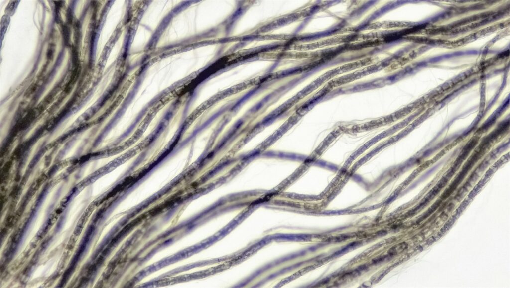 Synthetic Epidermis Sample Patch